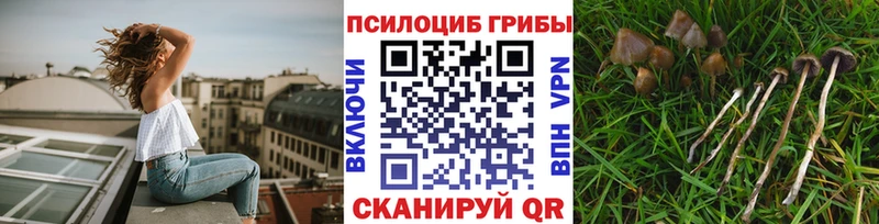 Псилоцибиновые грибы Cubensis  хочу   Киселёвск 